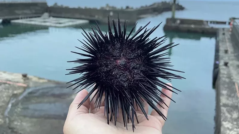 吃海膽不用飛澎湖！新北貢寮盛產「紫海膽」逾6公分