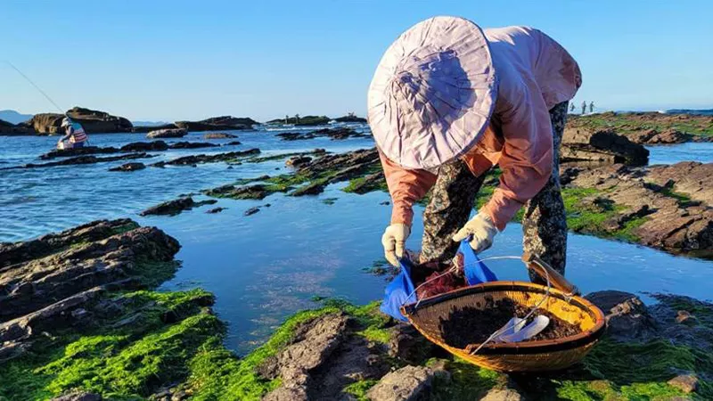 東北角紫菜正值產季 貢寮漁會邀老饕品嚐